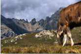 pascoli di pedenolo - valtellina (so)